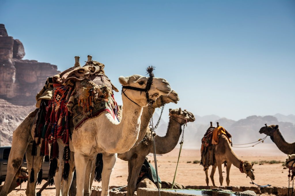 a group of camels are standing in the desert